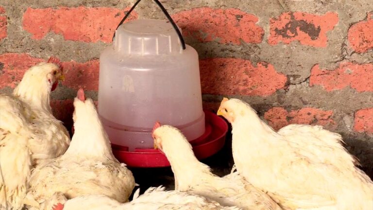 Zonas con Mayor Densidad de &Aacute;rboles en Fermoselle